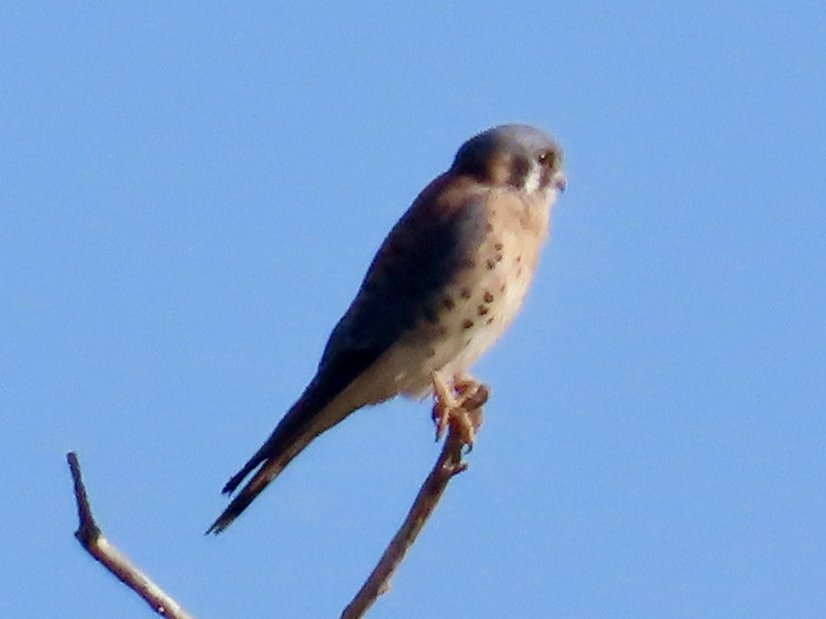 בז אמריקני - ML645144927