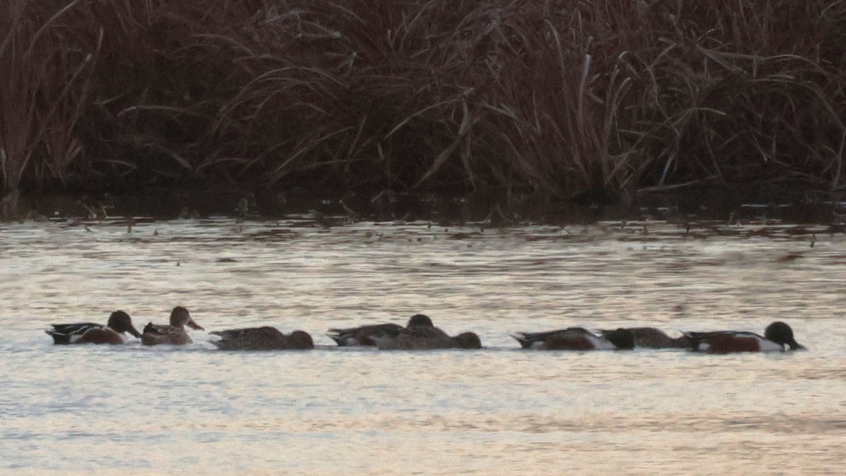 Mestolone - ML645144929