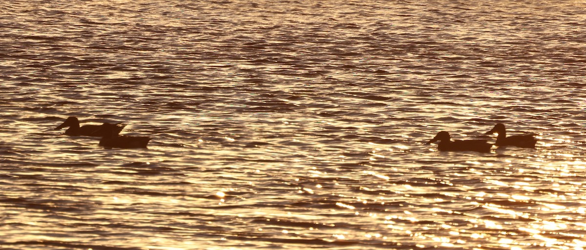 Mestolone - ML645144931