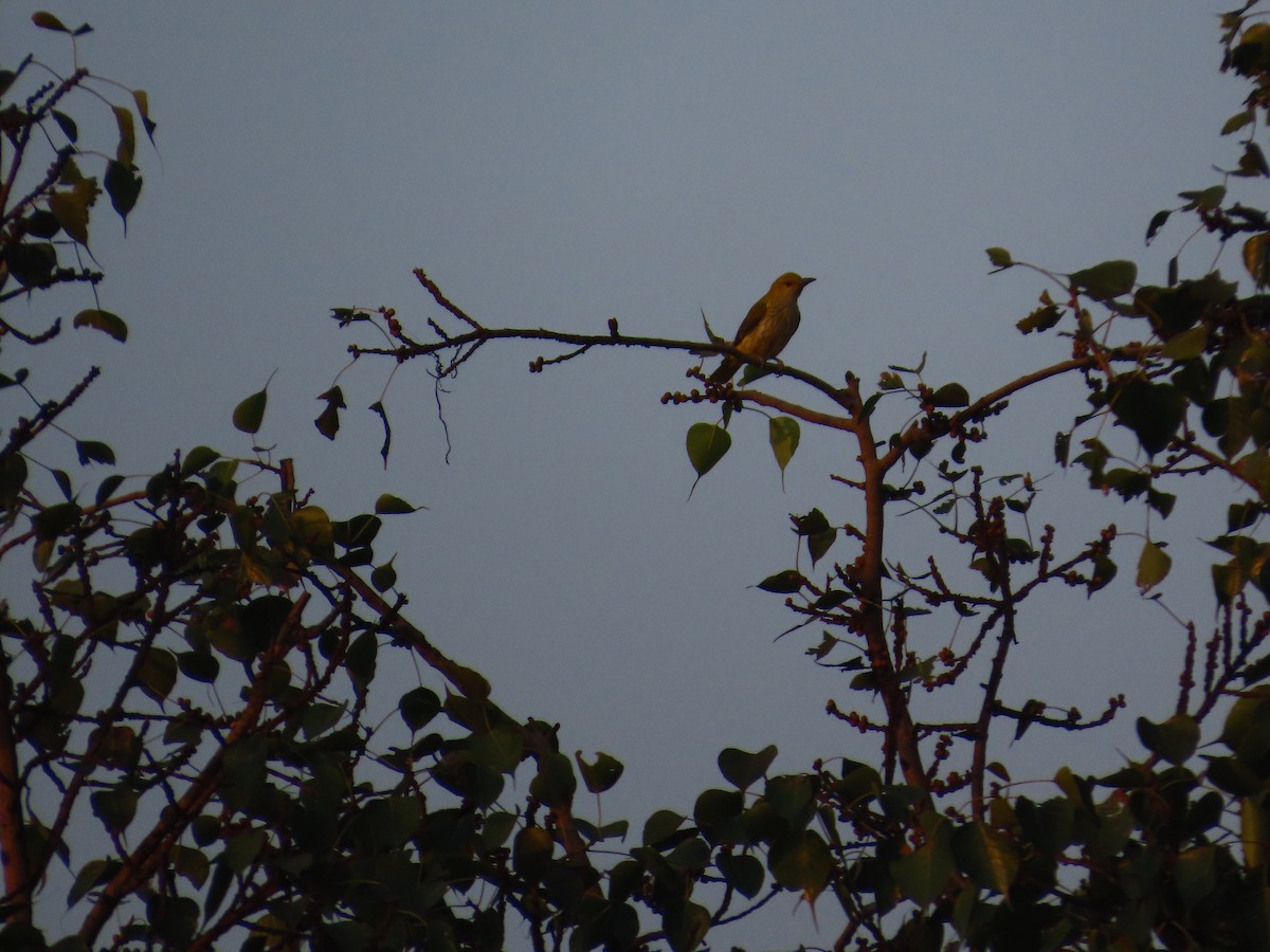 Indian Golden Oriole - ML645144936