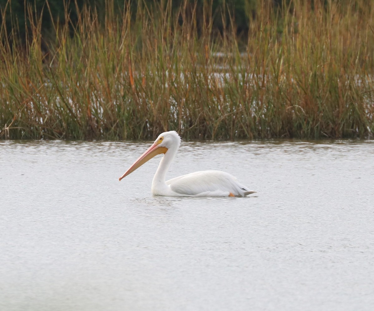 American White Pelican - ML645144940
