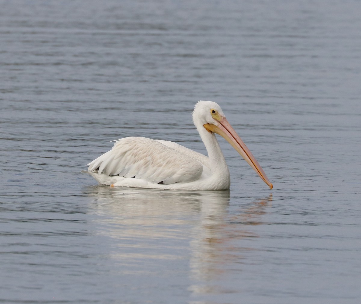 American White Pelican - ML645144941