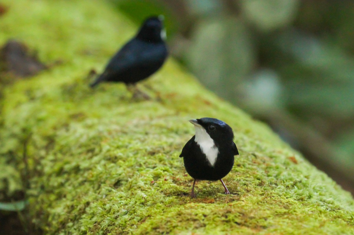 Манакін-бородань бразильський - ML645144946