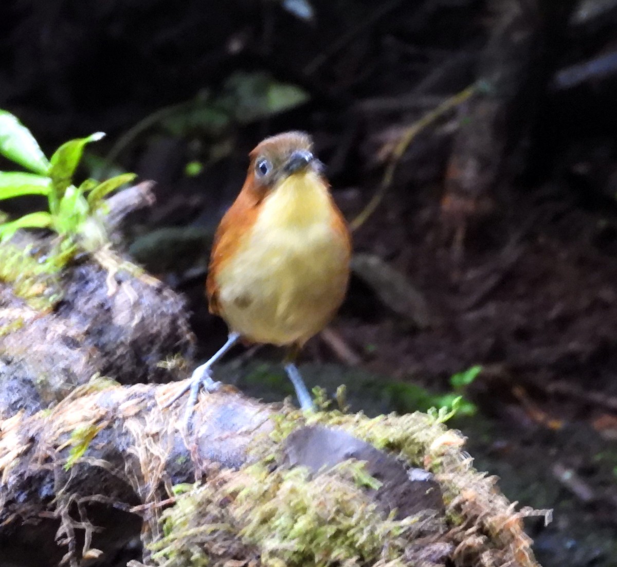 Yellow-breasted Antpitta - ML645144947
