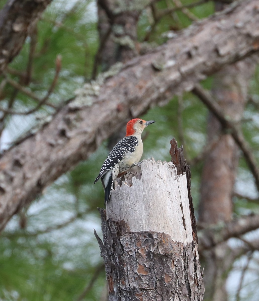 Red-bellied Woodpecker - ML645144949