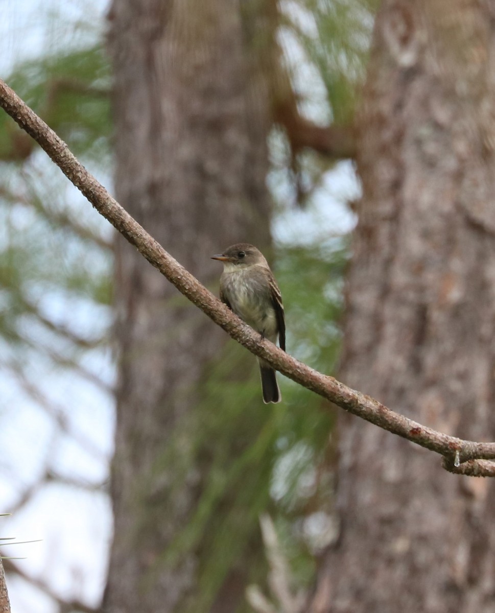 Eastern Wood-Pewee - ML645144956