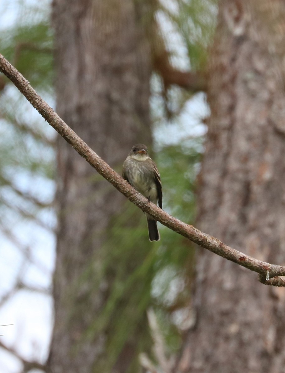 Eastern Wood-Pewee - ML645144957