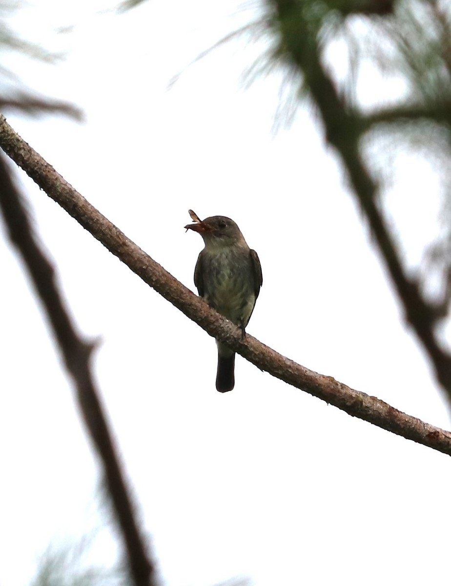 Eastern Wood-Pewee - ML645144958