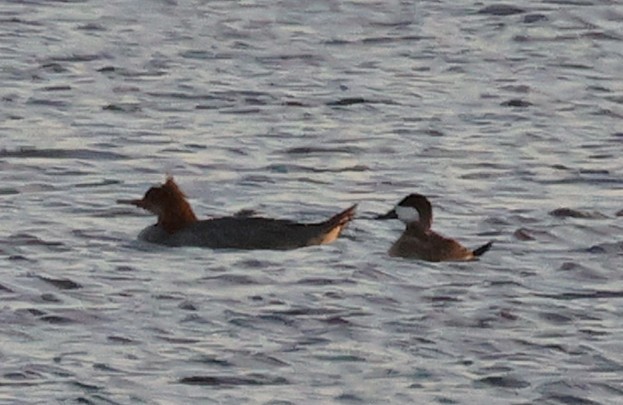 Савка американська - ML645144969