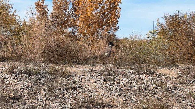 Таязура-подорожник каліфорнійська - ML645144970
