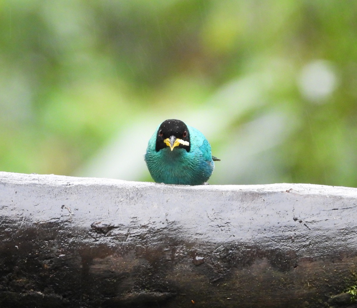 Green Honeycreeper - ML645144971