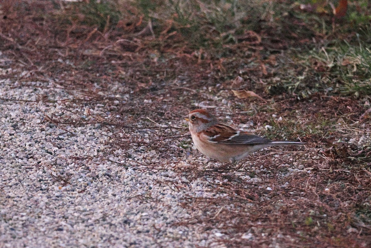 Пасовник північний - ML645144974