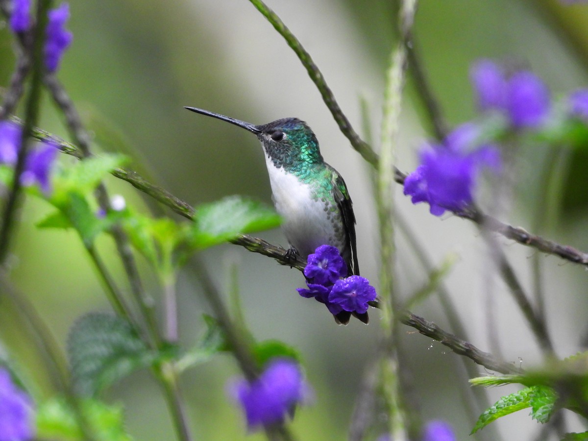 Andean Emerald - ML645144983