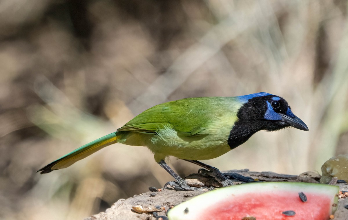 Yeşil Karga - ML645144991