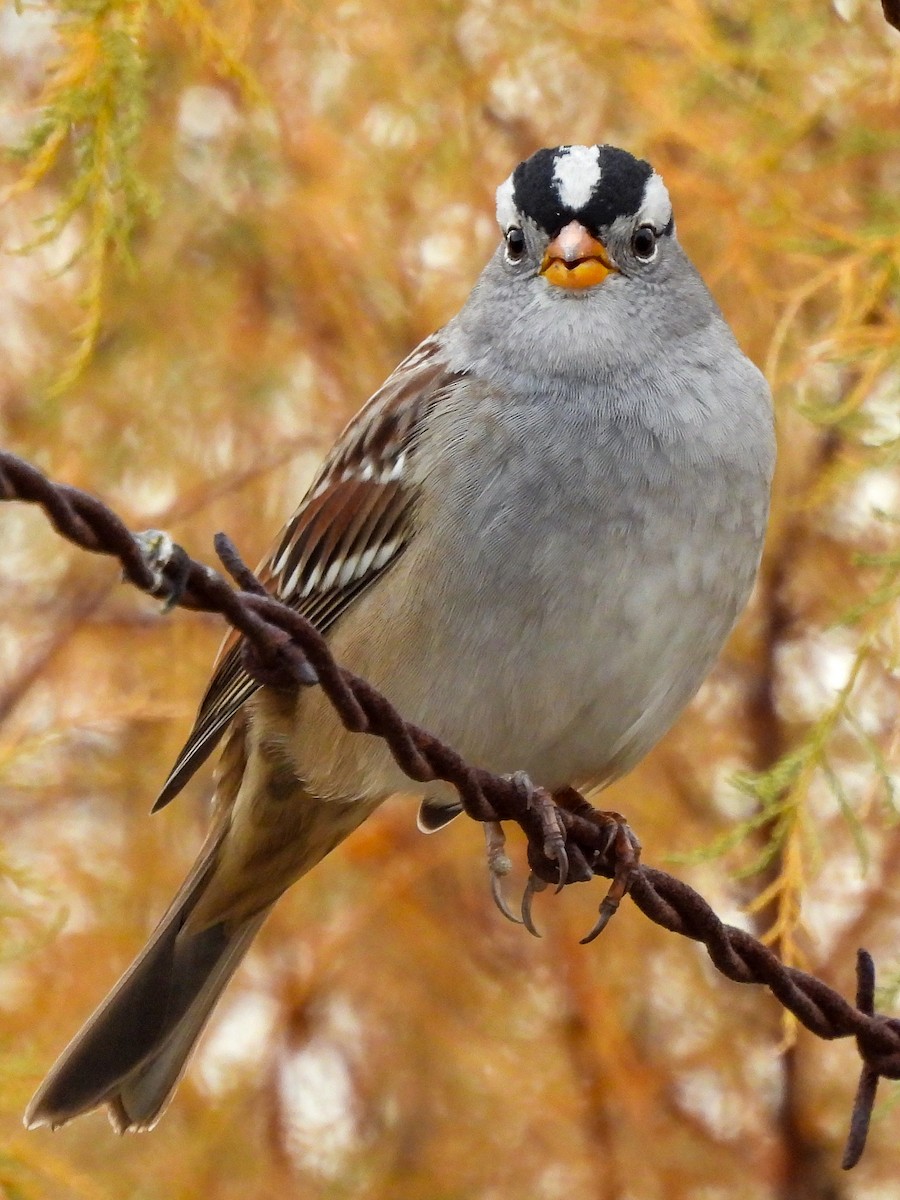 Белобровая овсянка - ML645144996