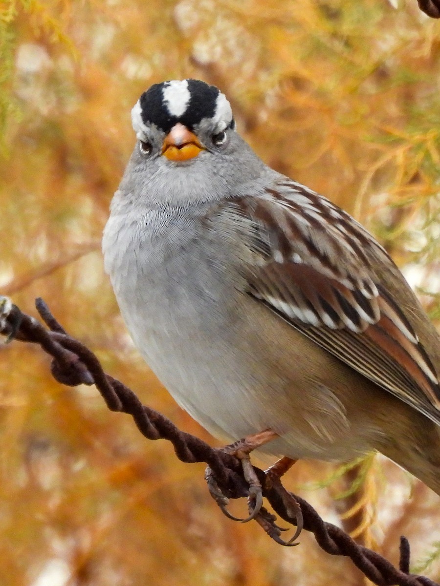 Белобровая овсянка - ML645145002