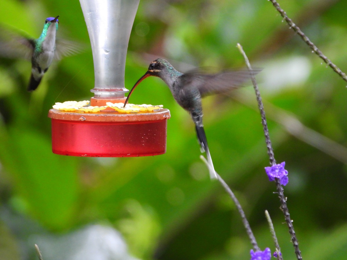 Green Hermit - ML645145018