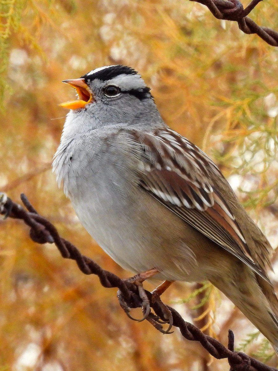 Белобровая овсянка - ML645145019