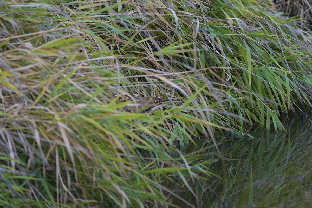 Amerika Balabanı - ML645145049