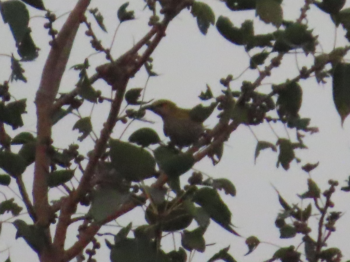 Indian Golden Oriole - ML645145052