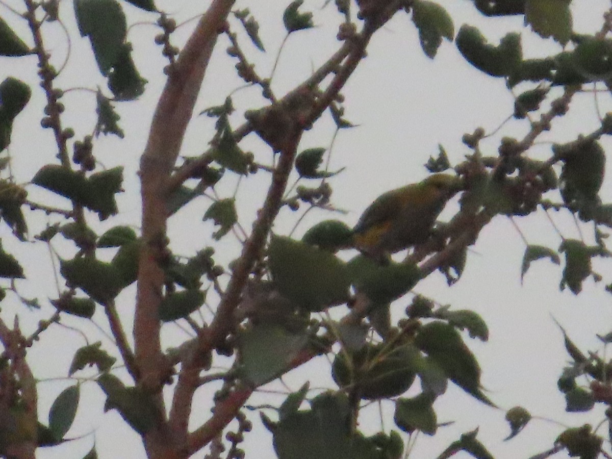 Indian Golden Oriole - ML645145053
