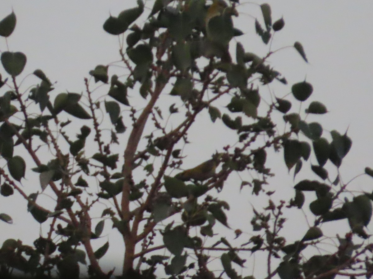 Indian Golden Oriole - ML645145055