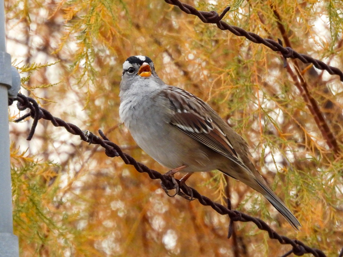 Белобровая овсянка - ML645145058