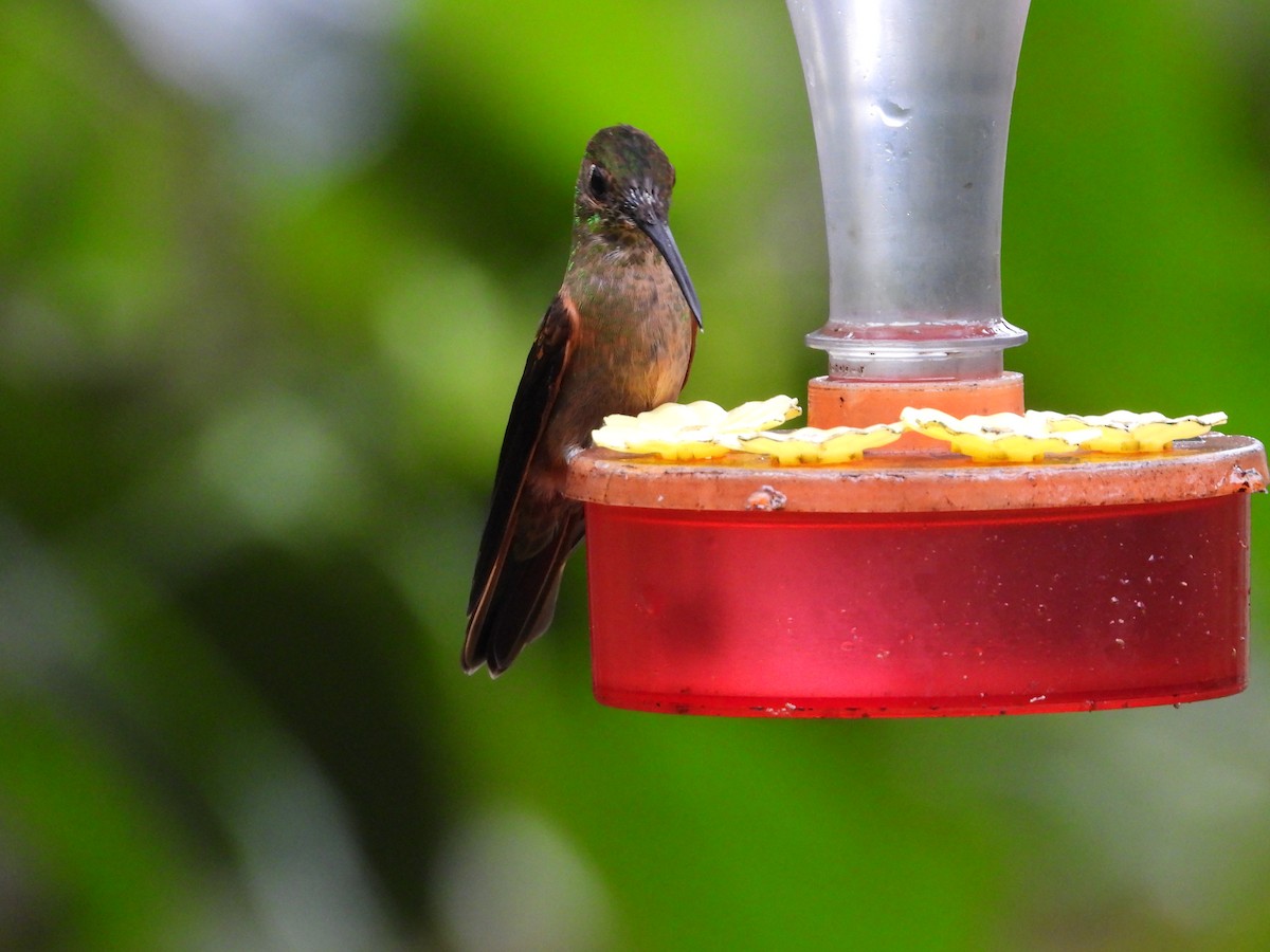 チャムネテリハチドリ - ML645145059