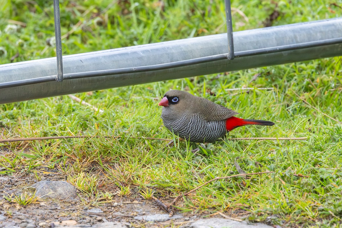 Beautiful Firetail - ML645145064