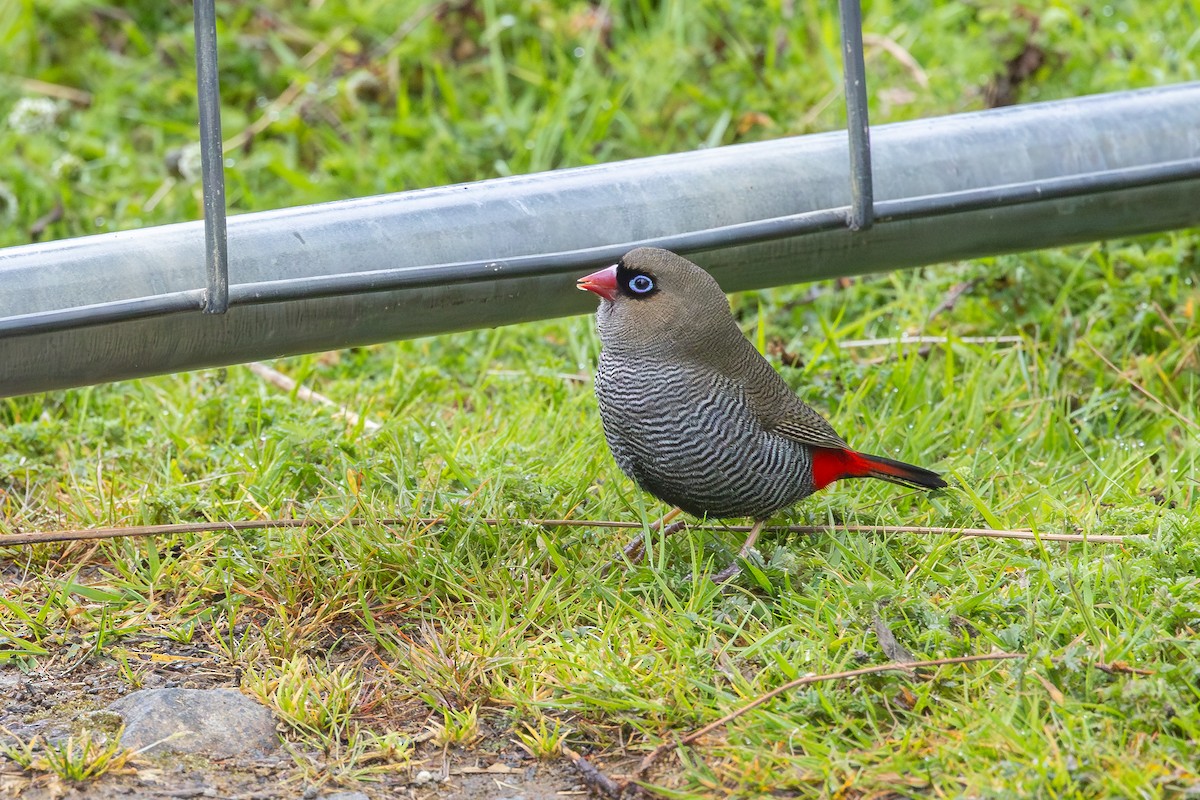 Beautiful Firetail - ML645145065