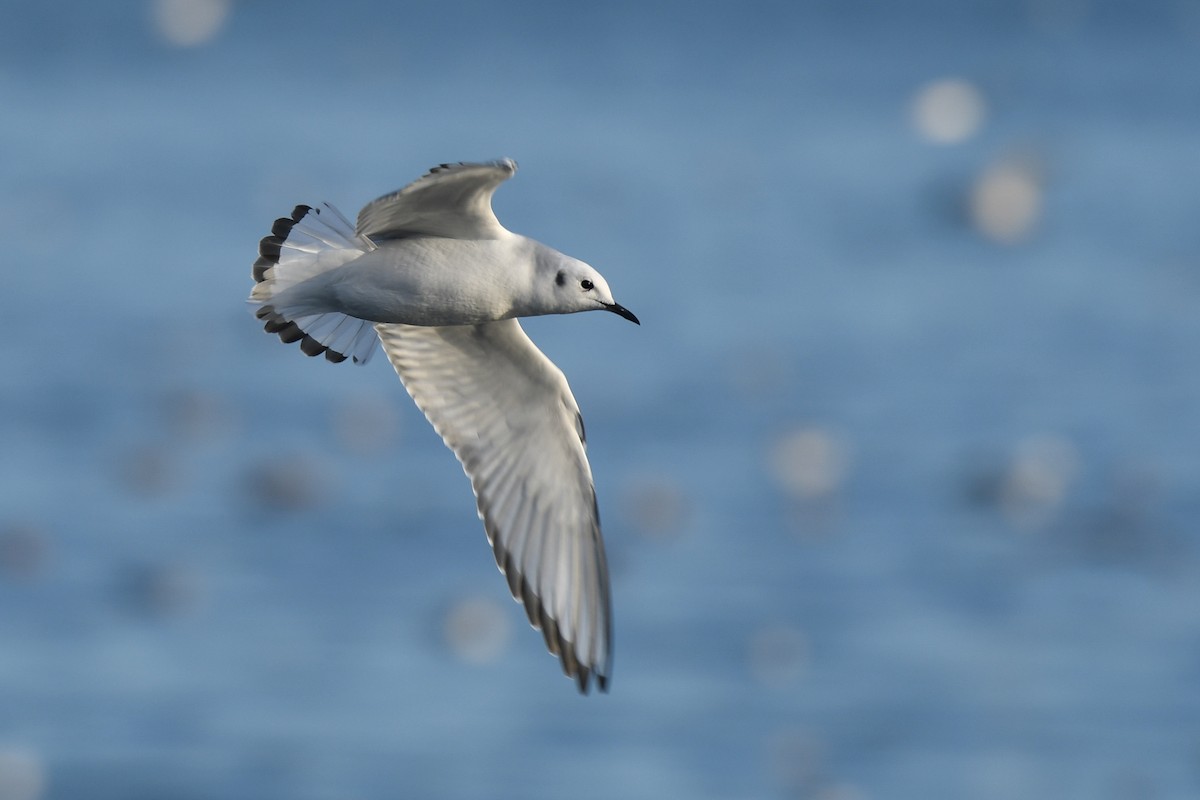 Gabbiano di Bonaparte - ML645145081