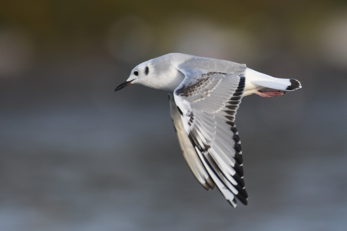 Gabbiano di Bonaparte - ML645145082