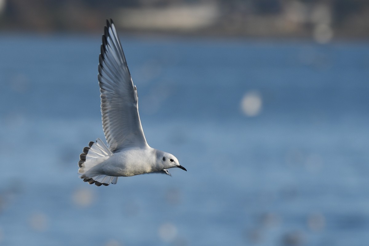 Gabbiano di Bonaparte - ML645145083