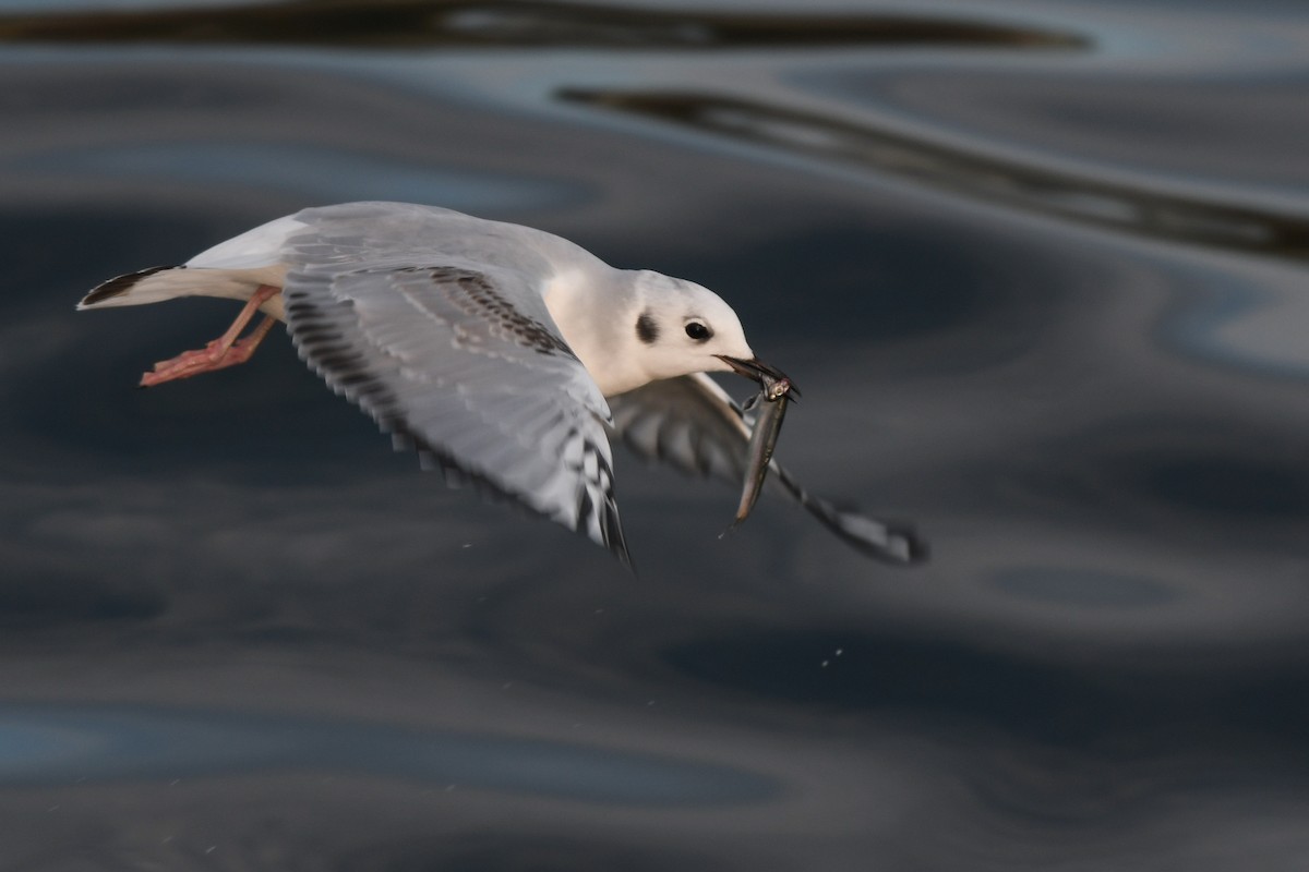 Gabbiano di Bonaparte - ML645145084