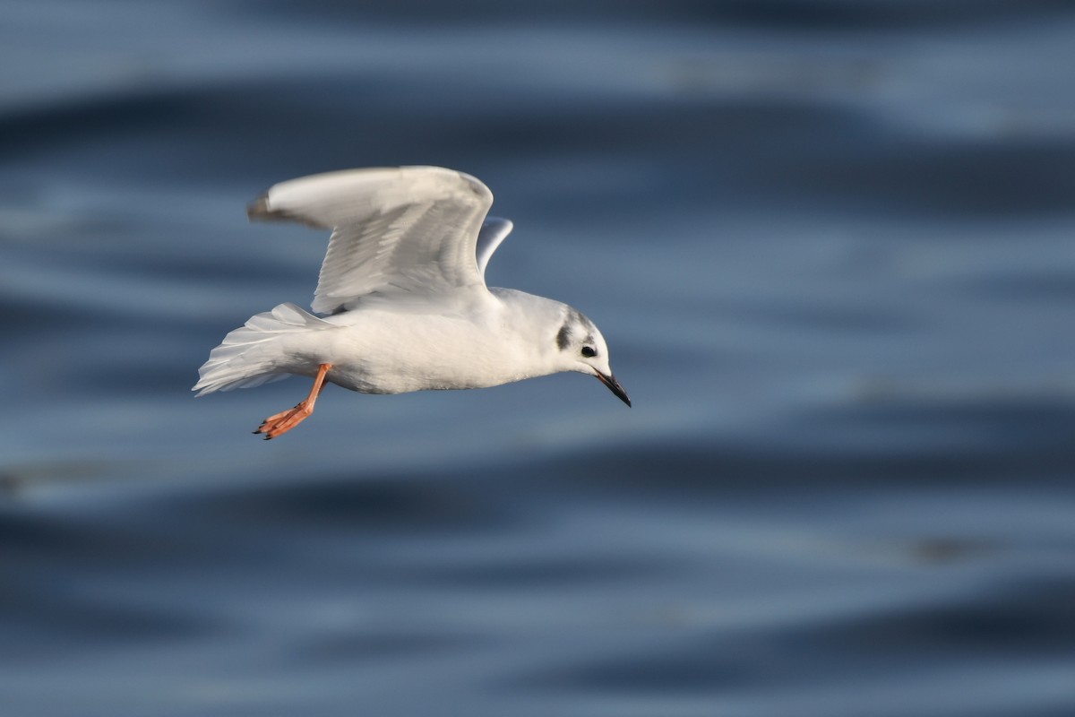 Gabbiano di Bonaparte - ML645145085