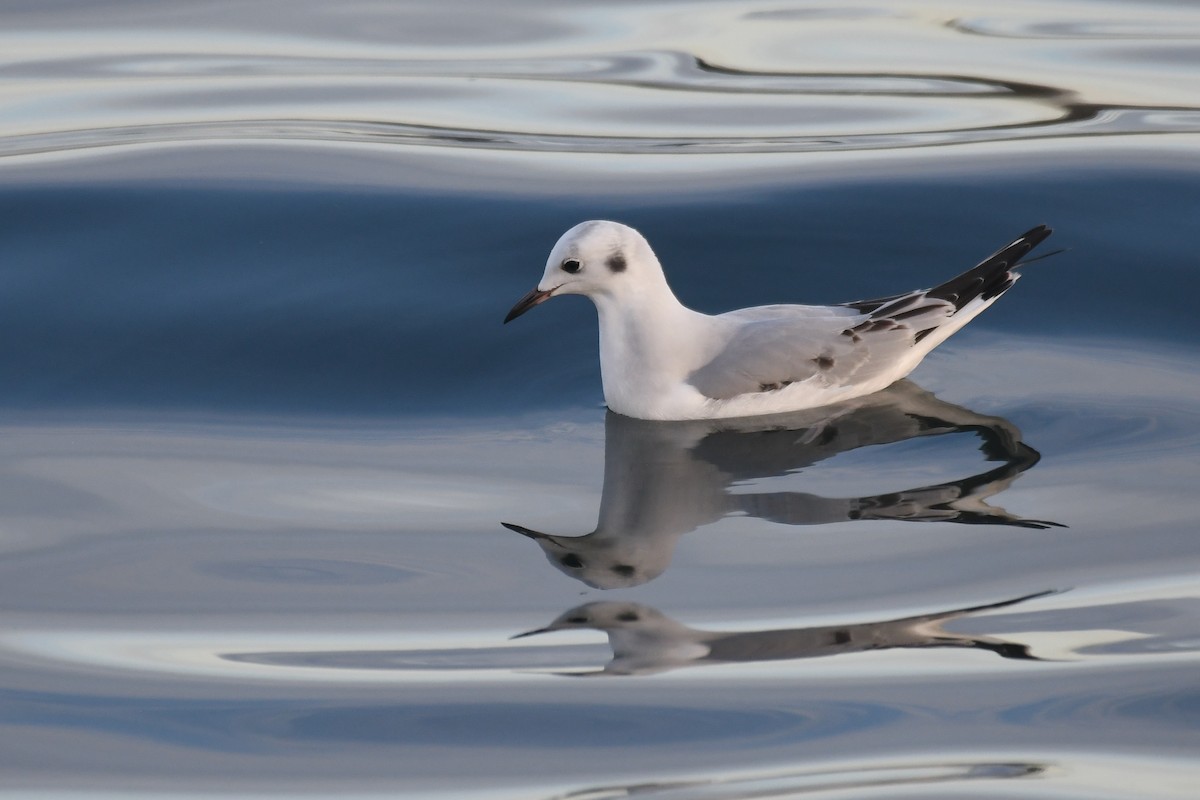 Gabbiano di Bonaparte - ML645145086