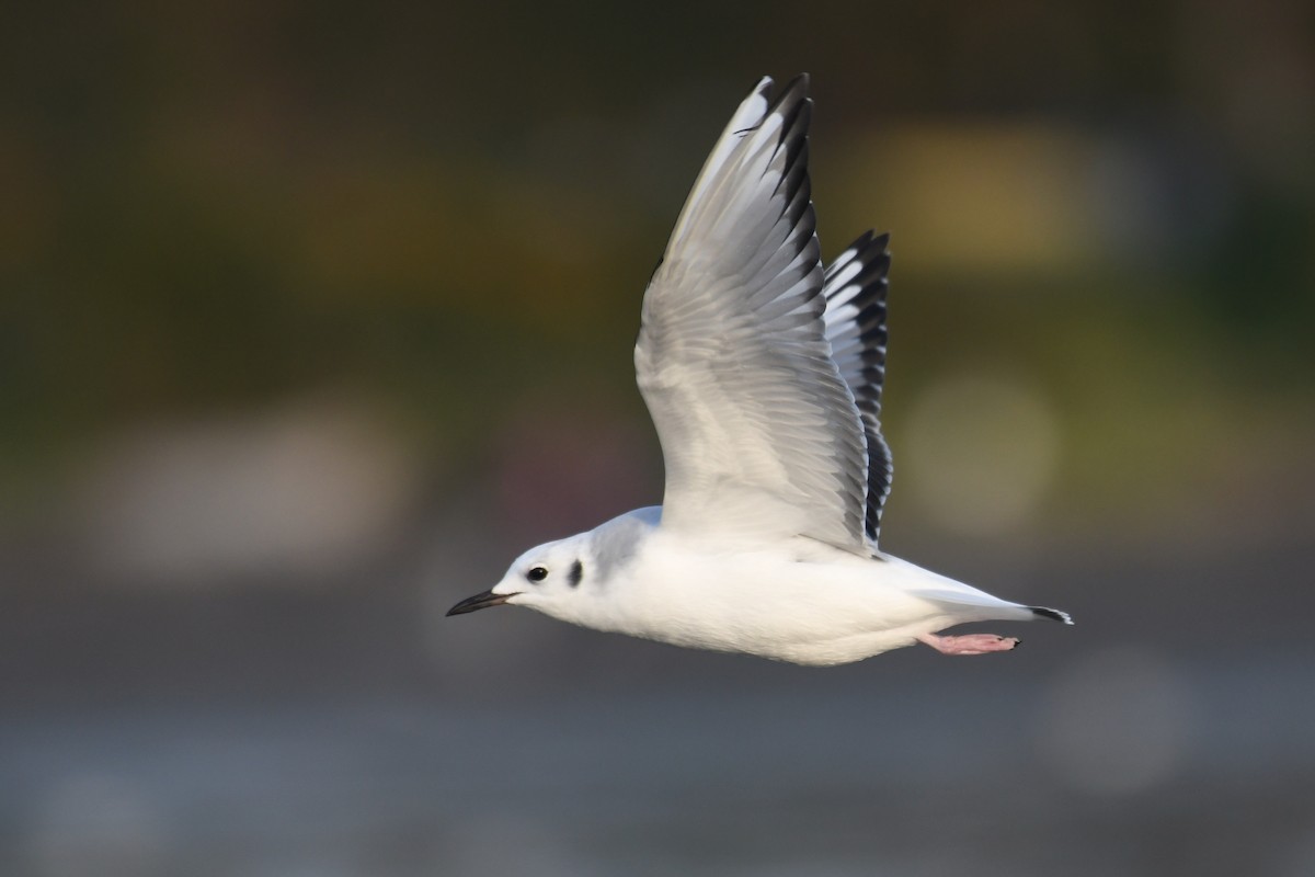 Gabbiano di Bonaparte - ML645145087