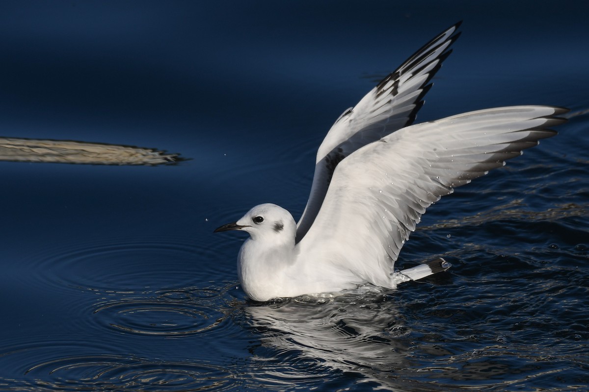 Gabbiano di Bonaparte - ML645145089