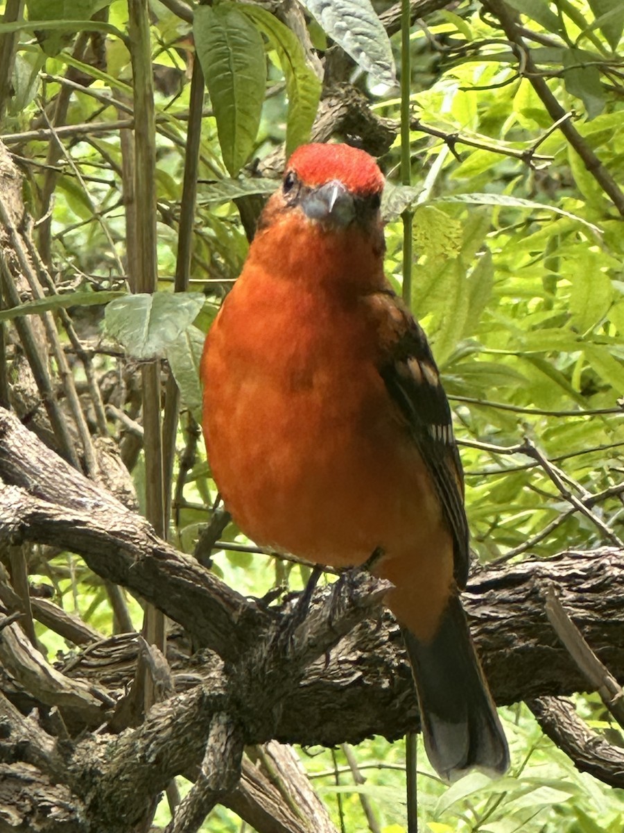 Flame-colored Tanager - ML645145091