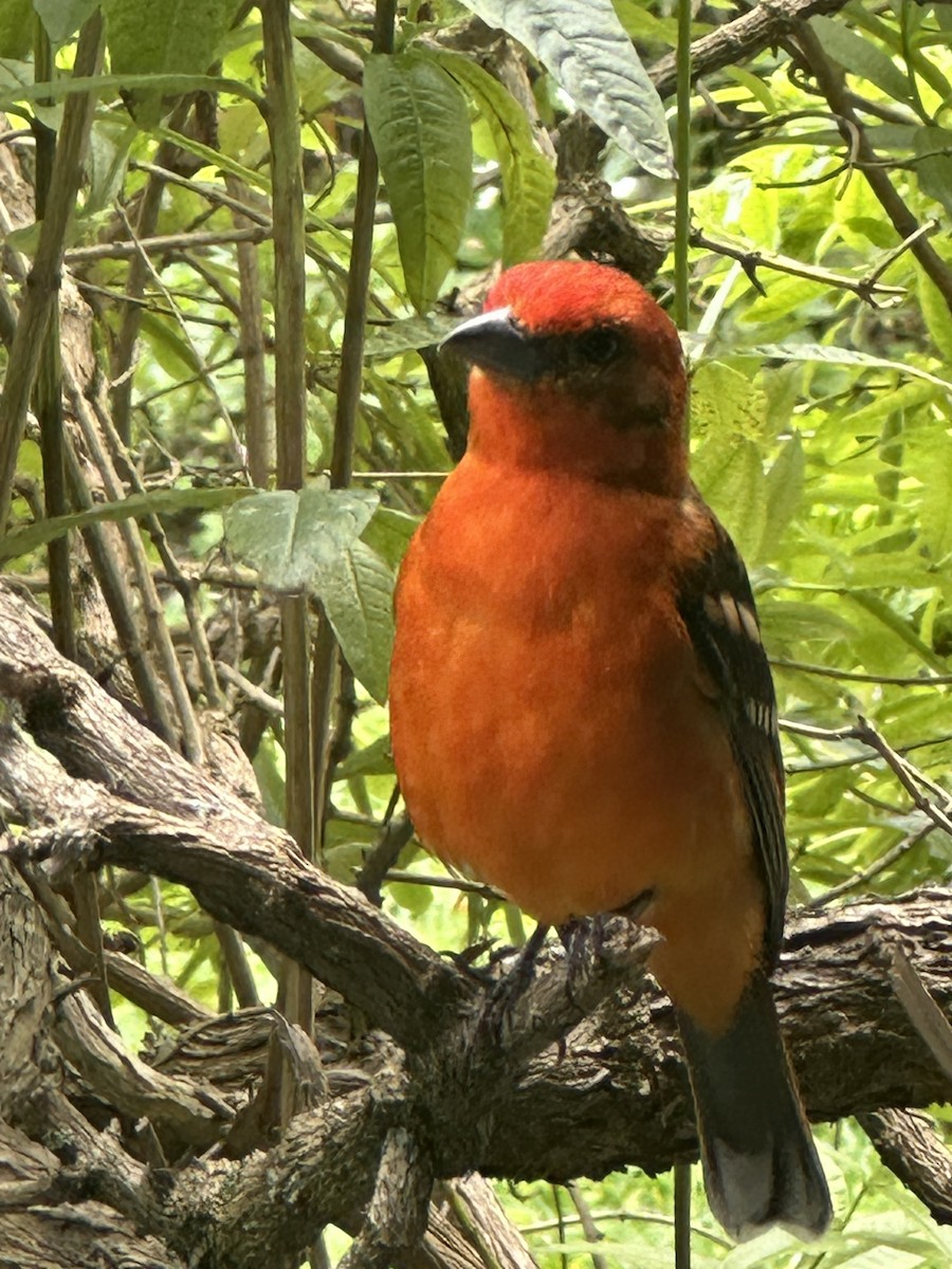 Flame-colored Tanager - ML645145092