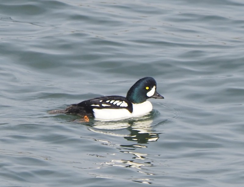 עבראש איסלנדי - ML645145103