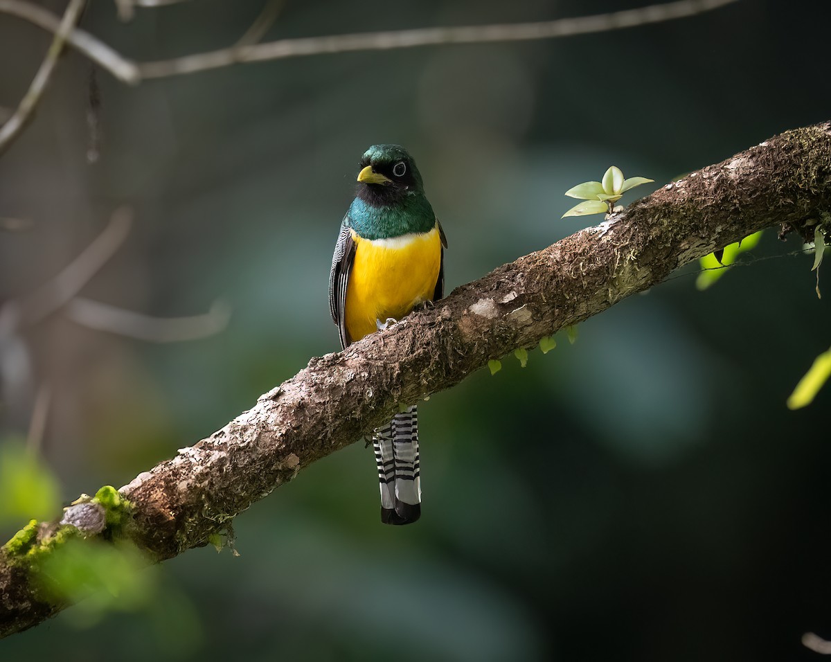 Graceful Black-throated Trogon - ML645145111