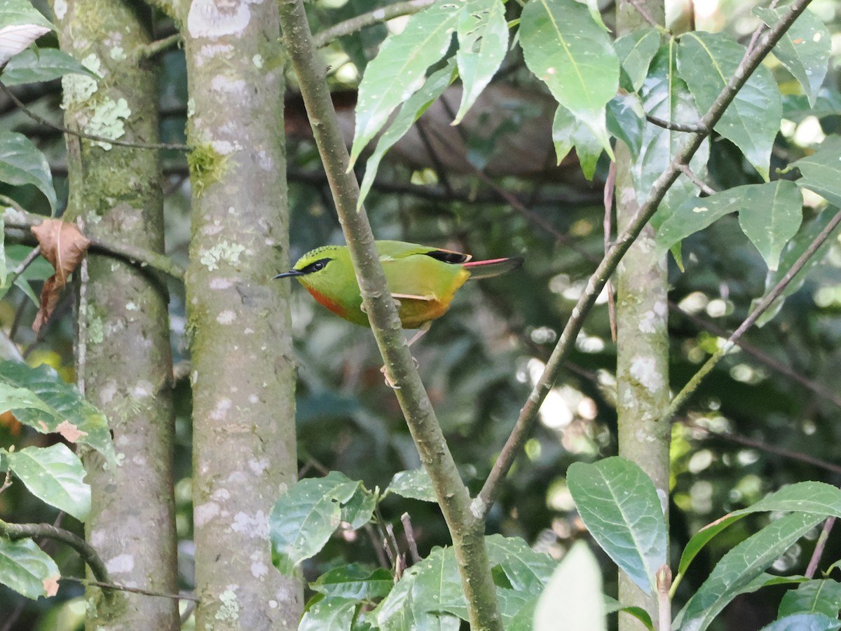 Fire-tailed Myzornis - ML645145115