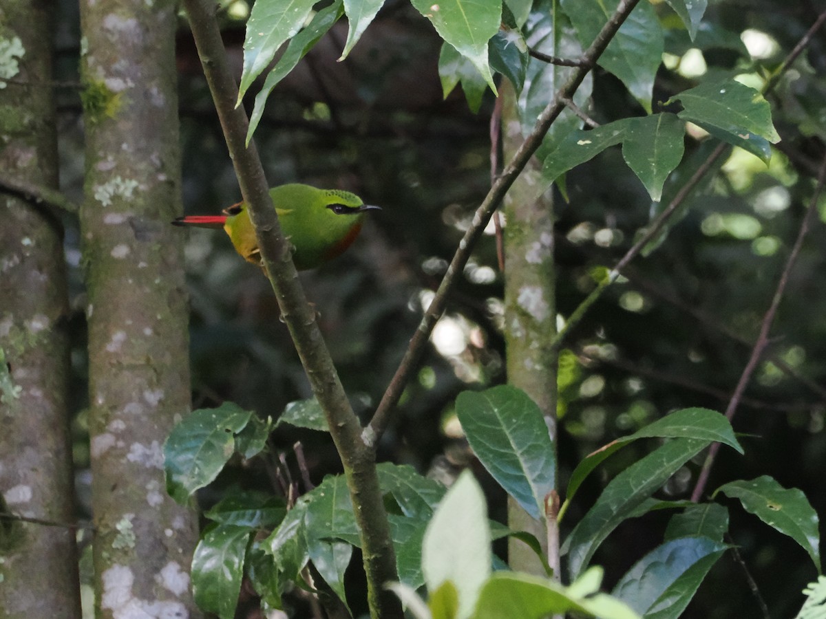 Fire-tailed Myzornis - ML645145116