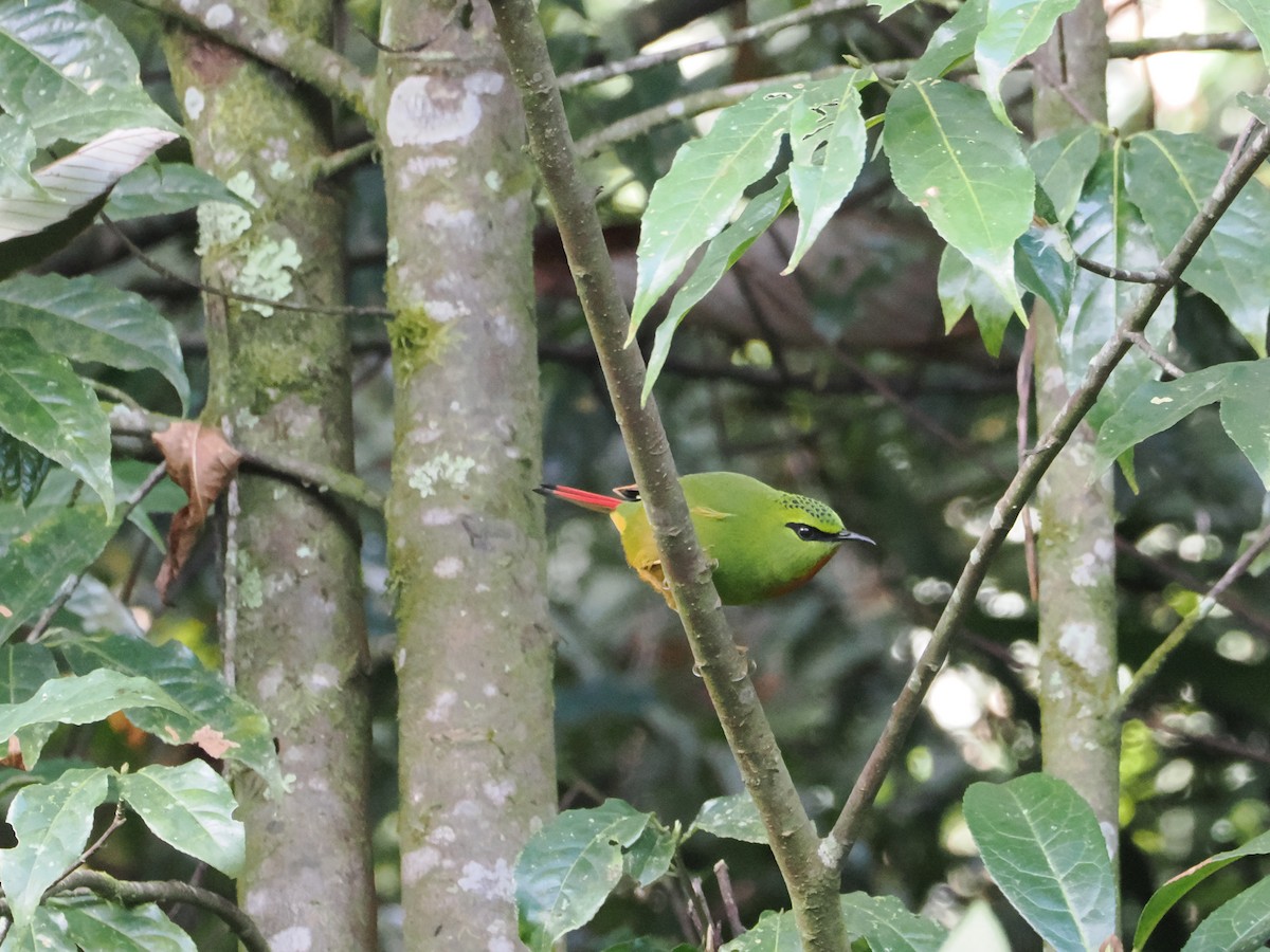 Fire-tailed Myzornis - ML645145117