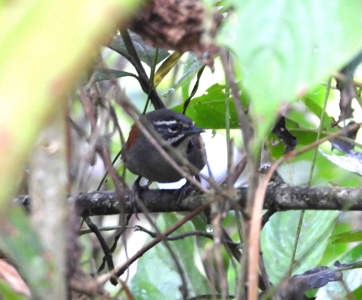 Whiskered Wren - ML645145121