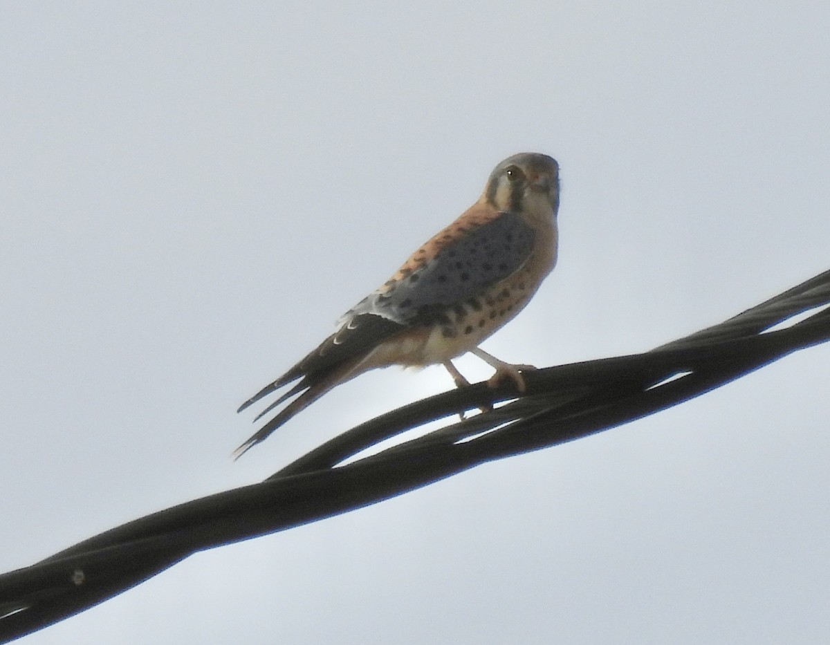 בז אמריקני - ML645145127