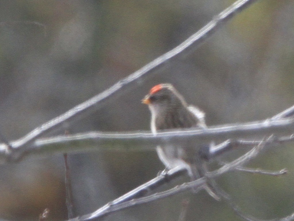 תפוחית שחורת-סנטר - ML645145131
