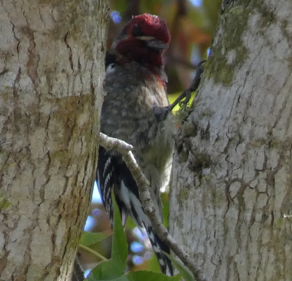 Red-breasted Sapsucker - ML645145140