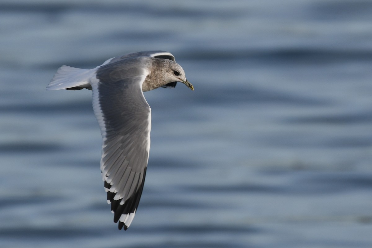 Short-billed Gull - ML645145141